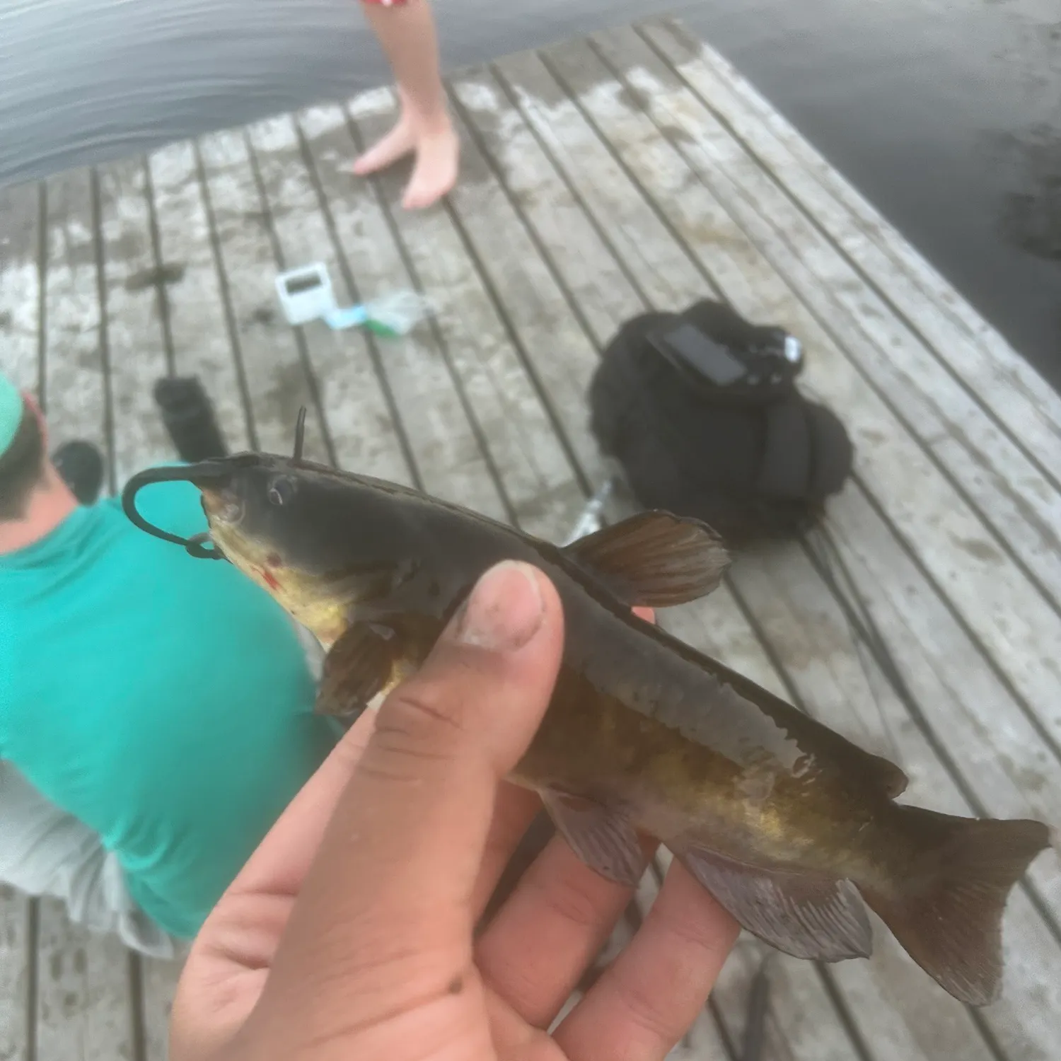 The most recent Brown bullhead catches on Fishbrain