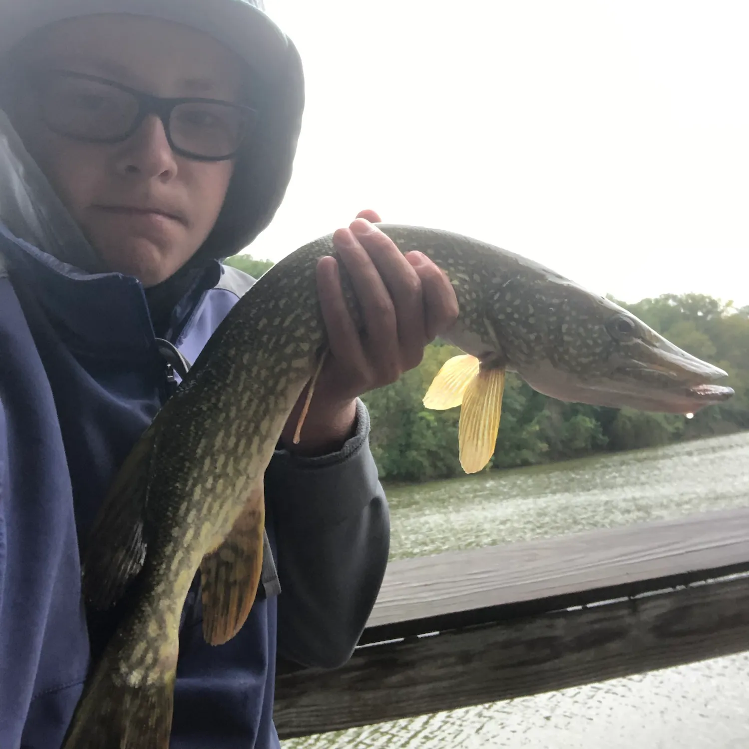 Northern pike caught on Fishbrain