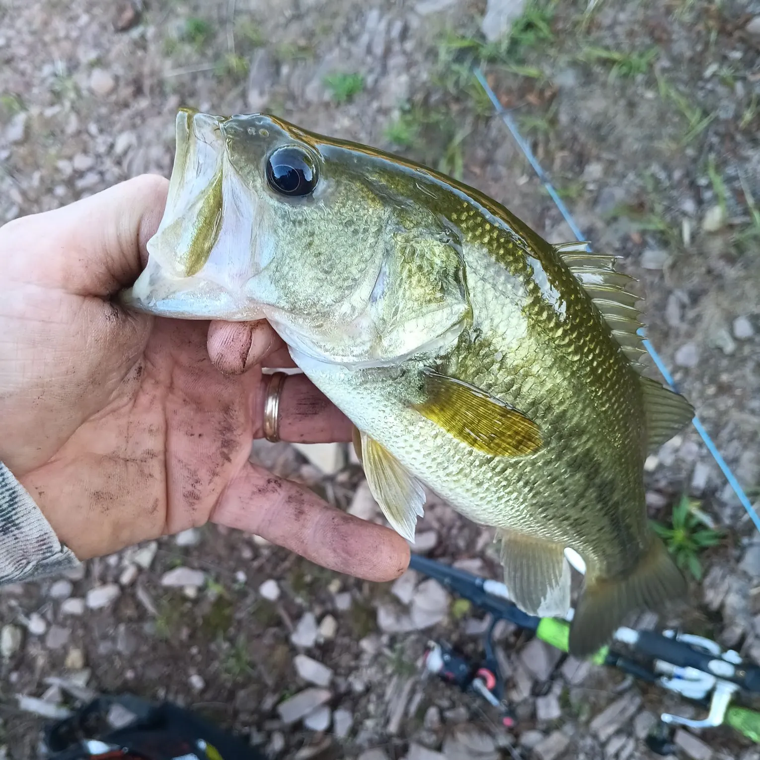 Largemouth bass caught on Fishbrain