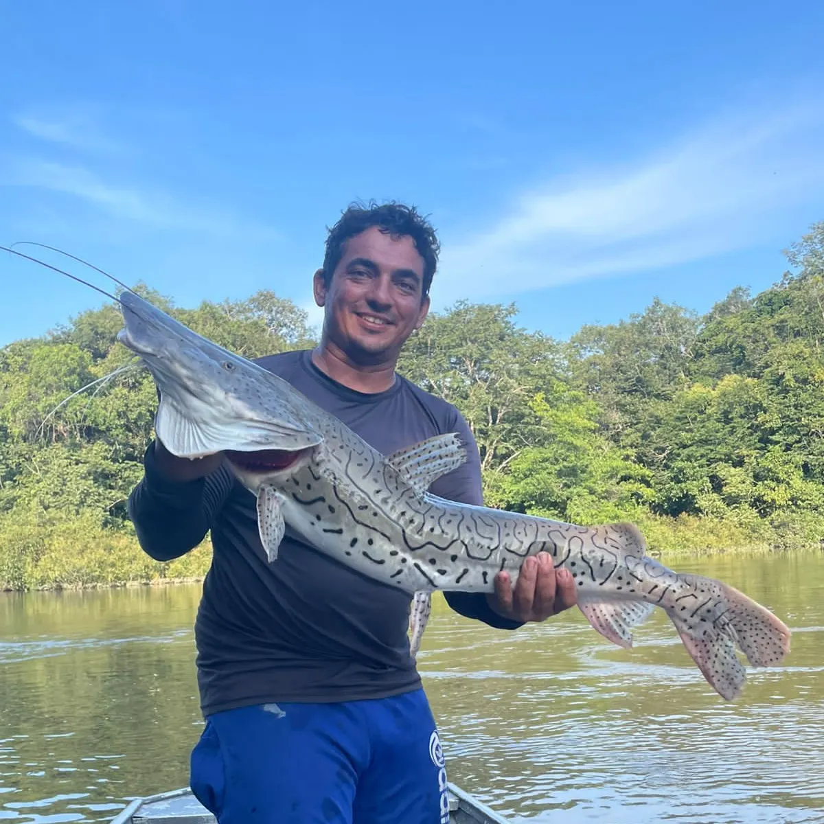 The most recent Spotted sorubim catches on Fishbrain