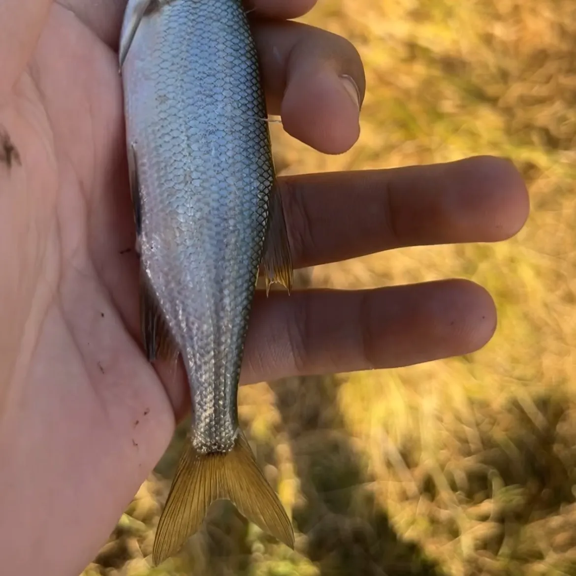 Hitch caught on Fishbrain