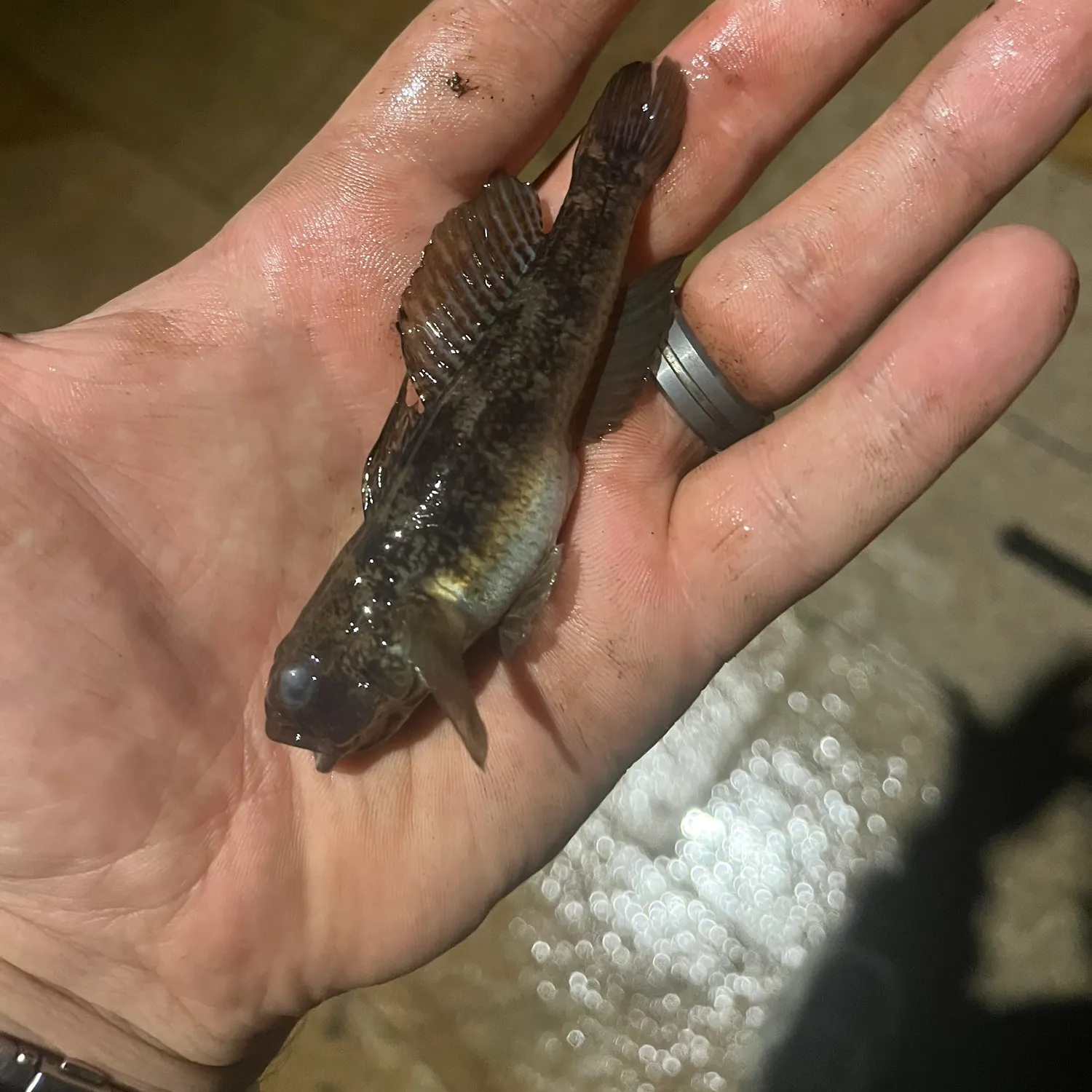 The most recent Black goby catches on Fishbrain