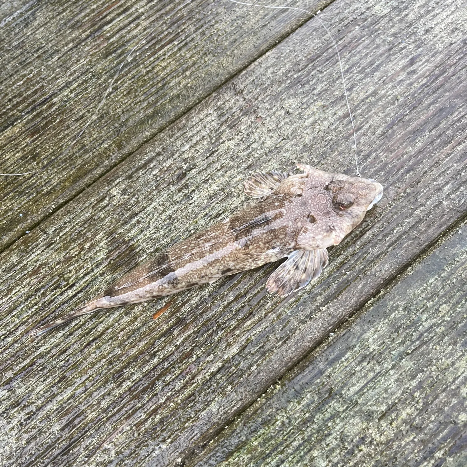 The most recent Dragonet catches on Fishbrain