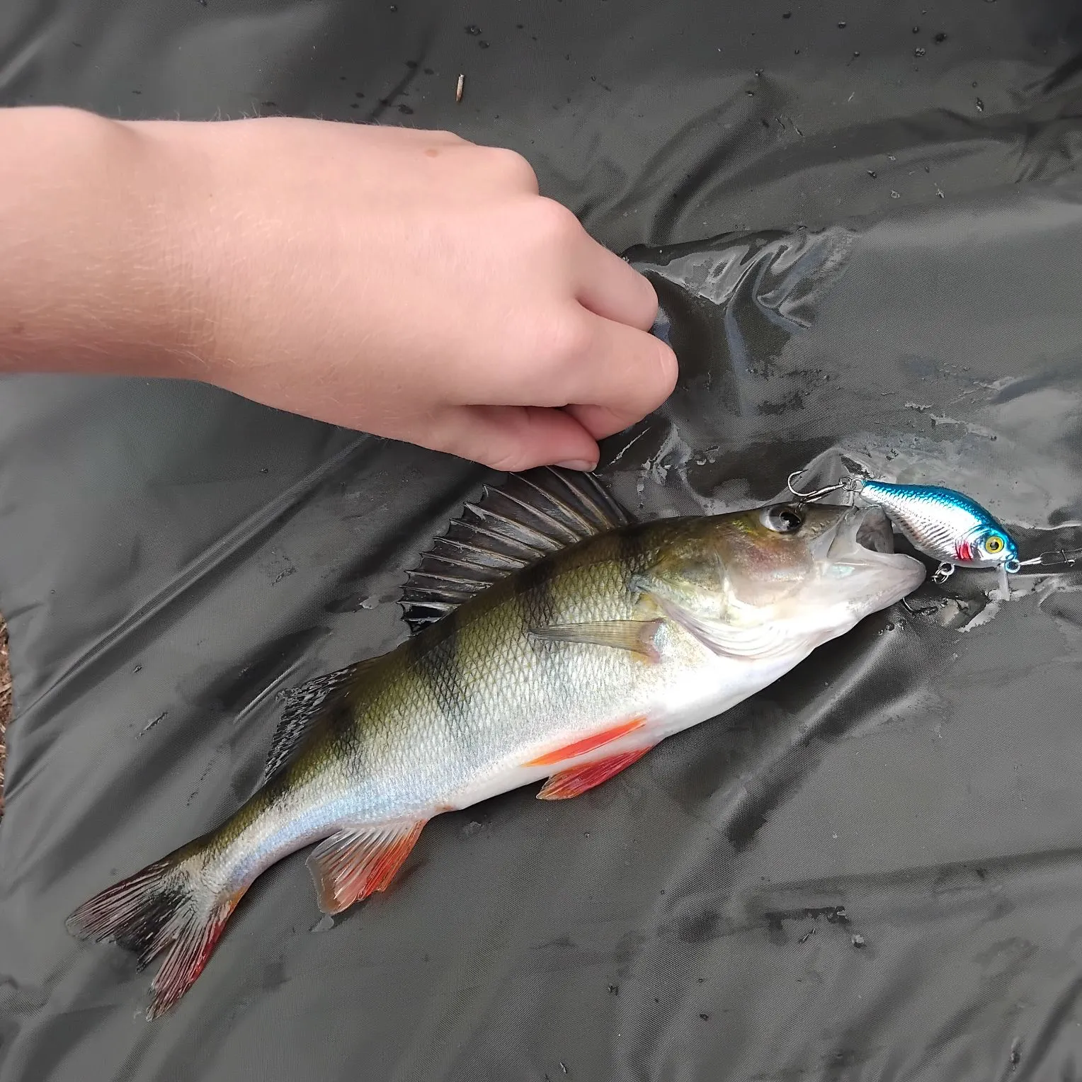European perch caught on Fishbrain