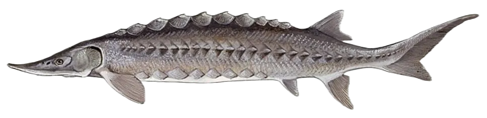 Atlantic sturgeon