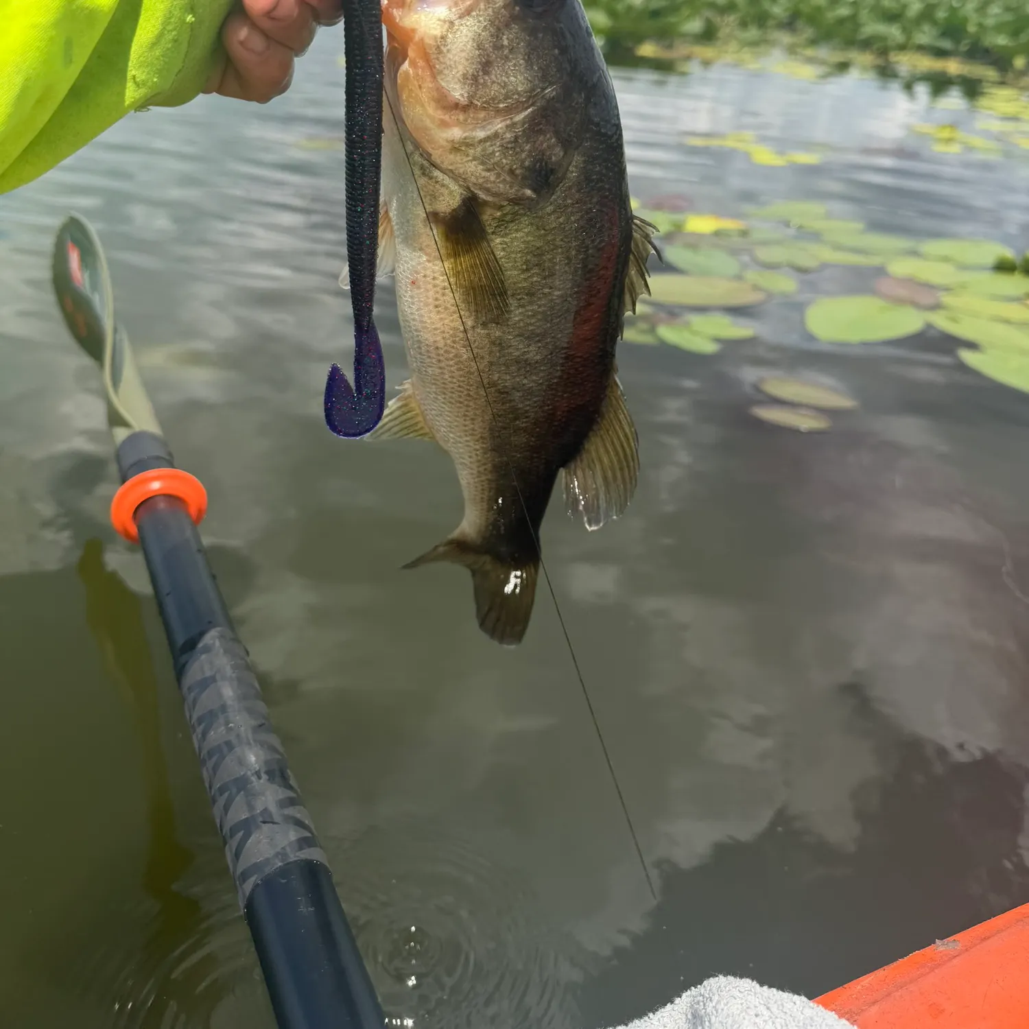 Largemouth bass caught on Fishbrain