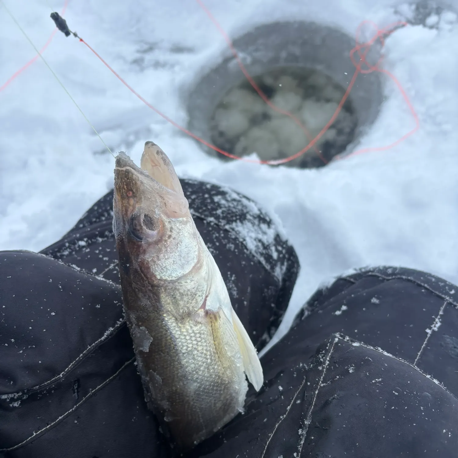 The most recent Walleye catches on Fishbrain