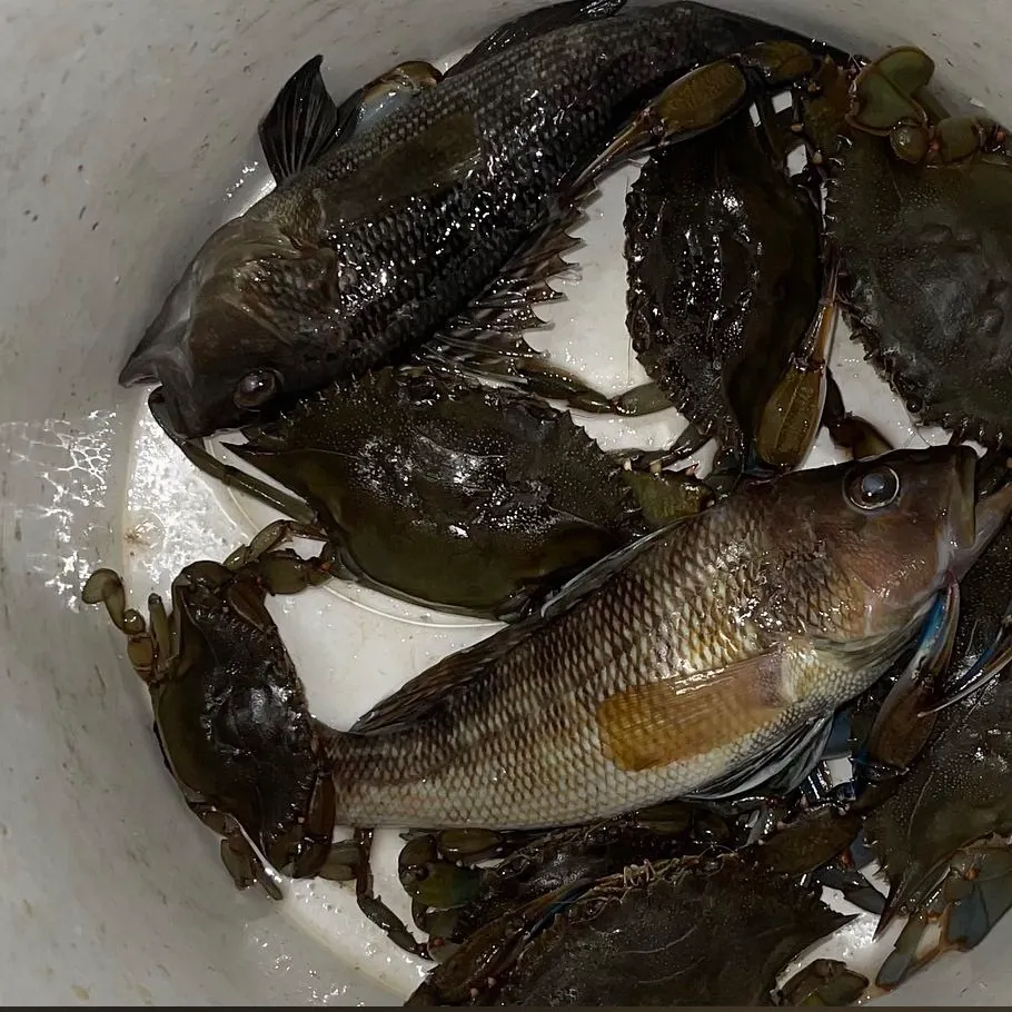 Black sea bass caught on Fishbrain