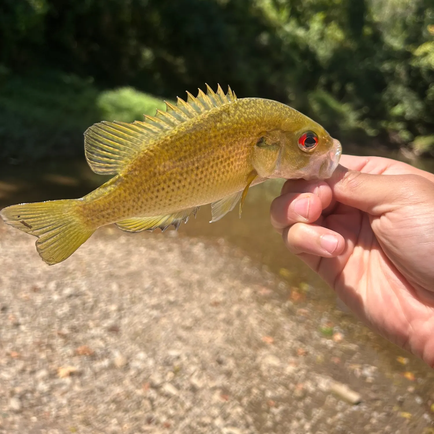Rock bass caught on Fishbrain