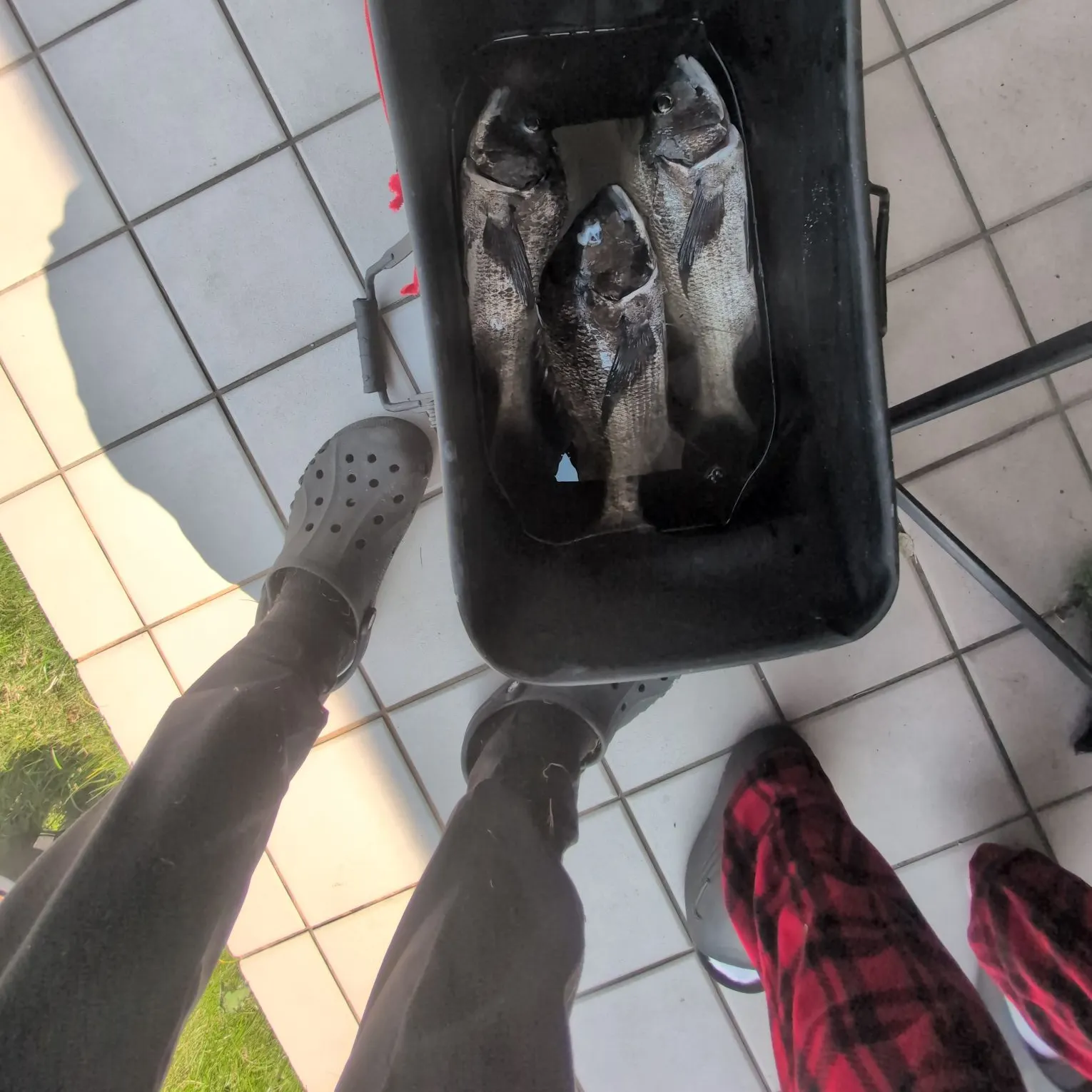 The most recent Black seabream catches on Fishbrain