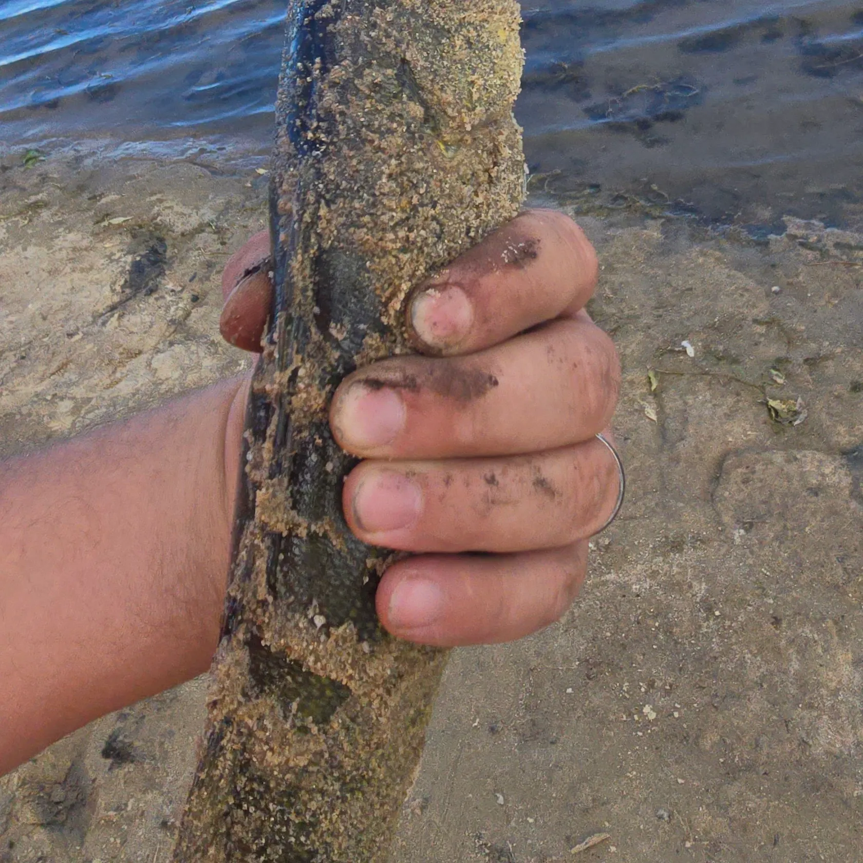 Walleye caught on Fishbrain