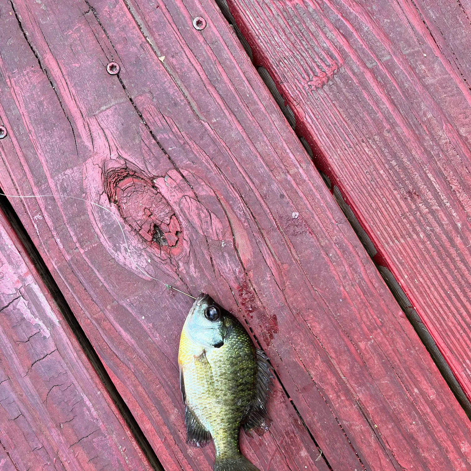 Bluegill caught on Fishbrain