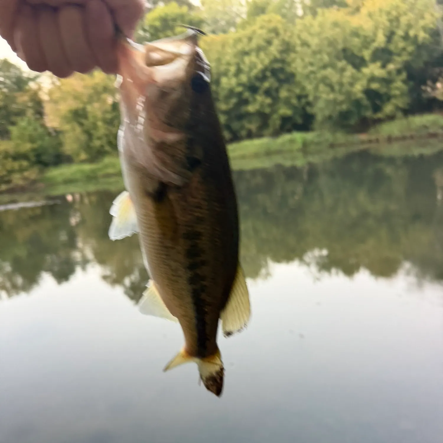 Largemouth bass caught on Fishbrain