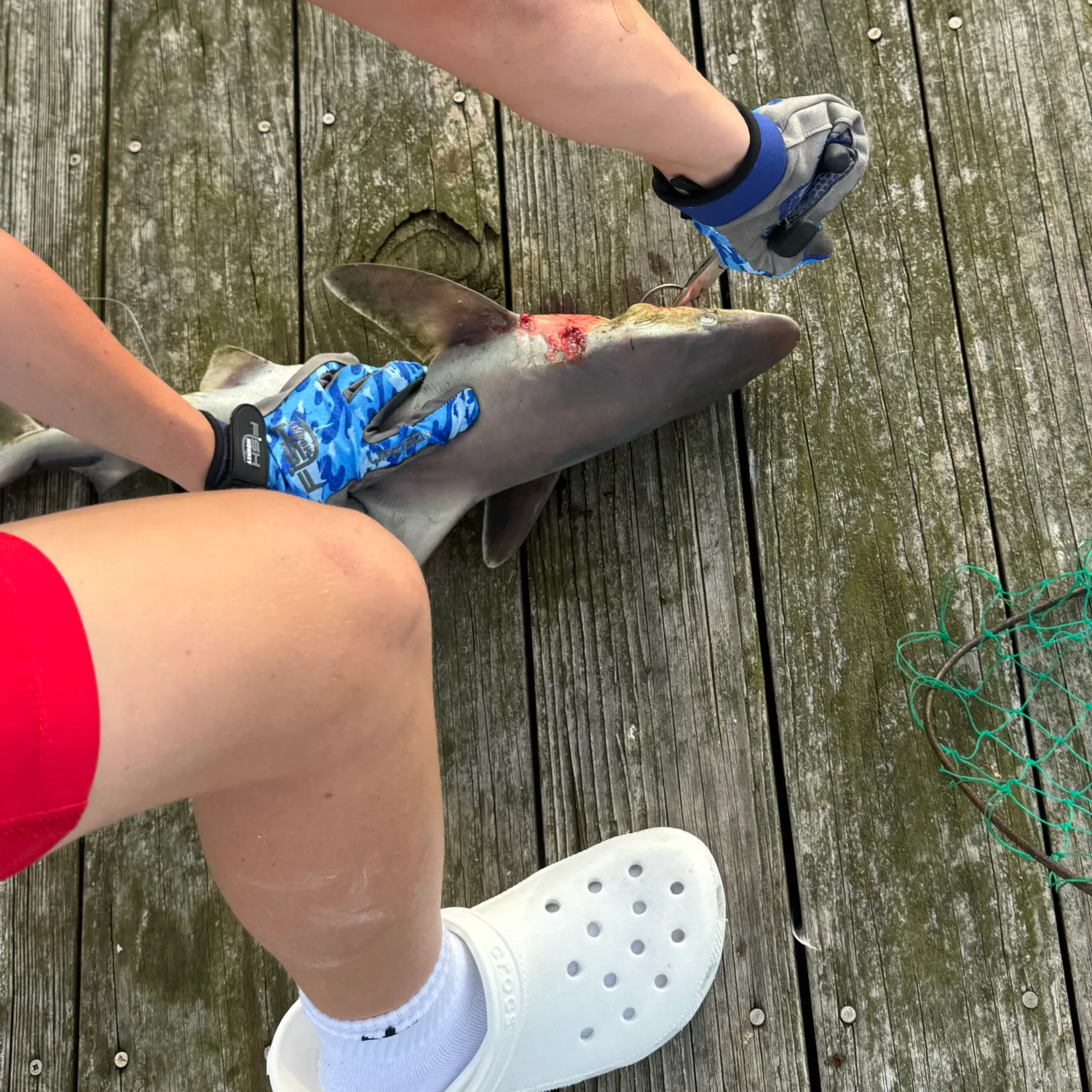 Blacktip shark caught on Fishbrain