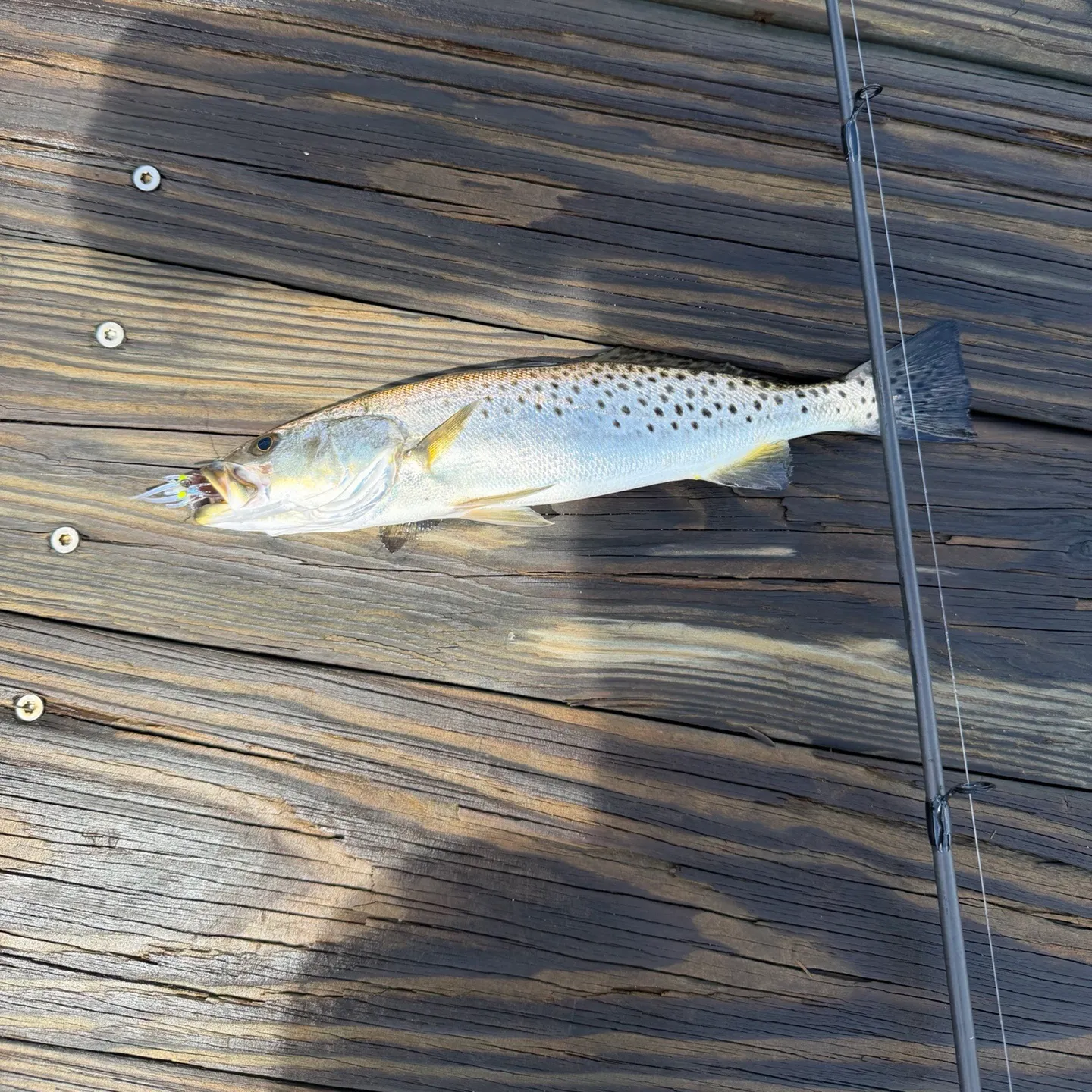 Spotted seatrout caught on Fishbrain
