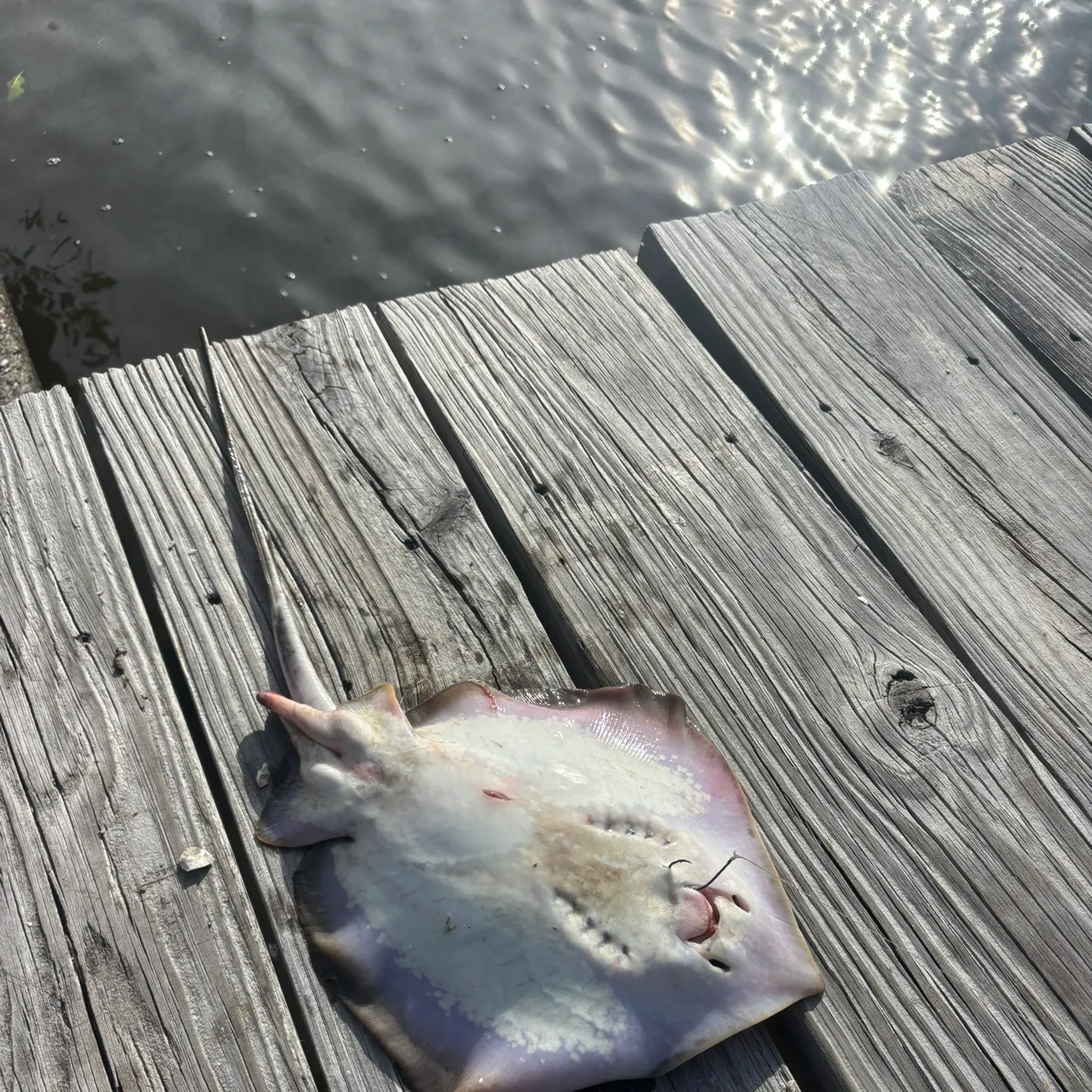 The most recent Atlantic stingray catches on Fishbrain