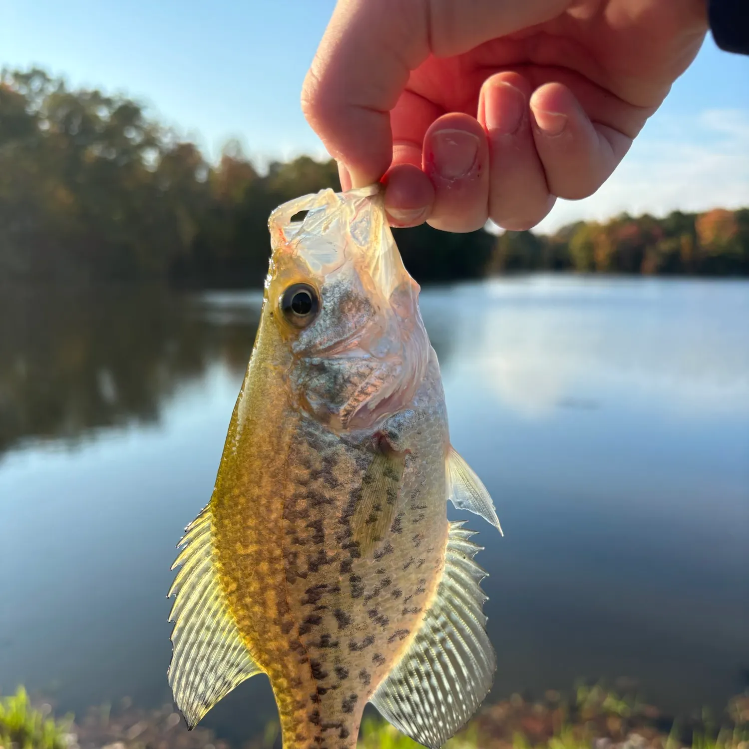 Black crappie caught on Fishbrain
