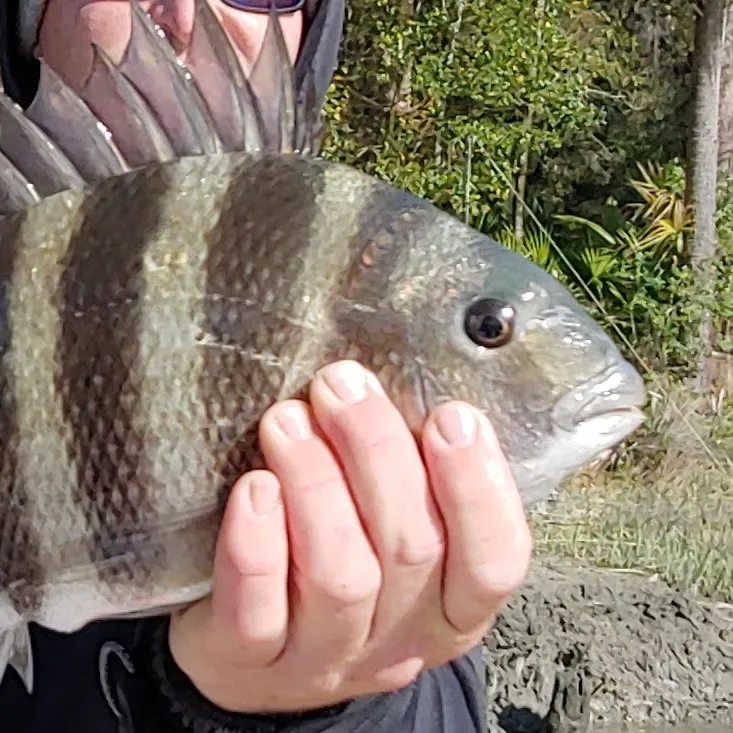 The most recent Sheepshead catches on Fishbrain