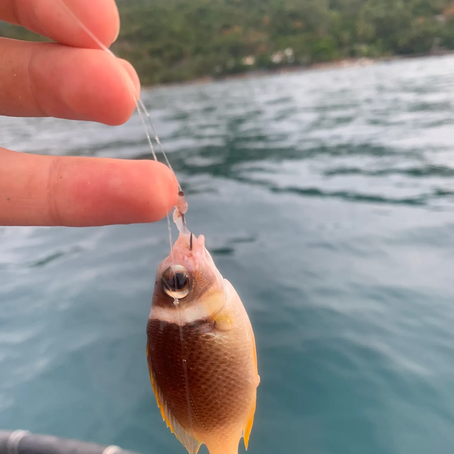 The most recent Whitecheek monocle bream catches on Fishbrain