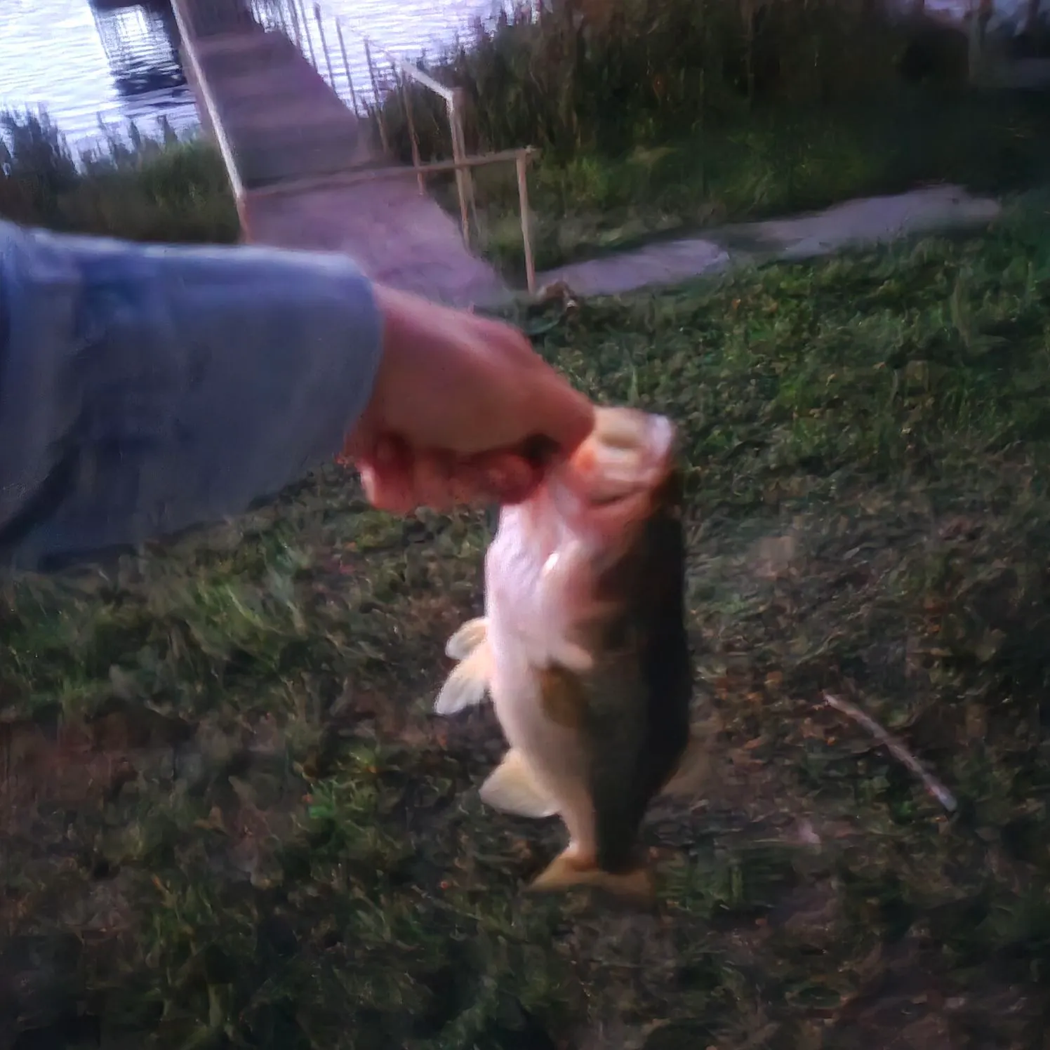 Largemouth bass caught on Fishbrain