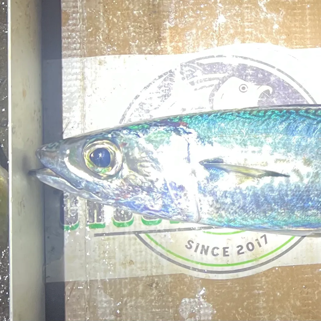 The most recent Blue mackerel catches on Fishbrain