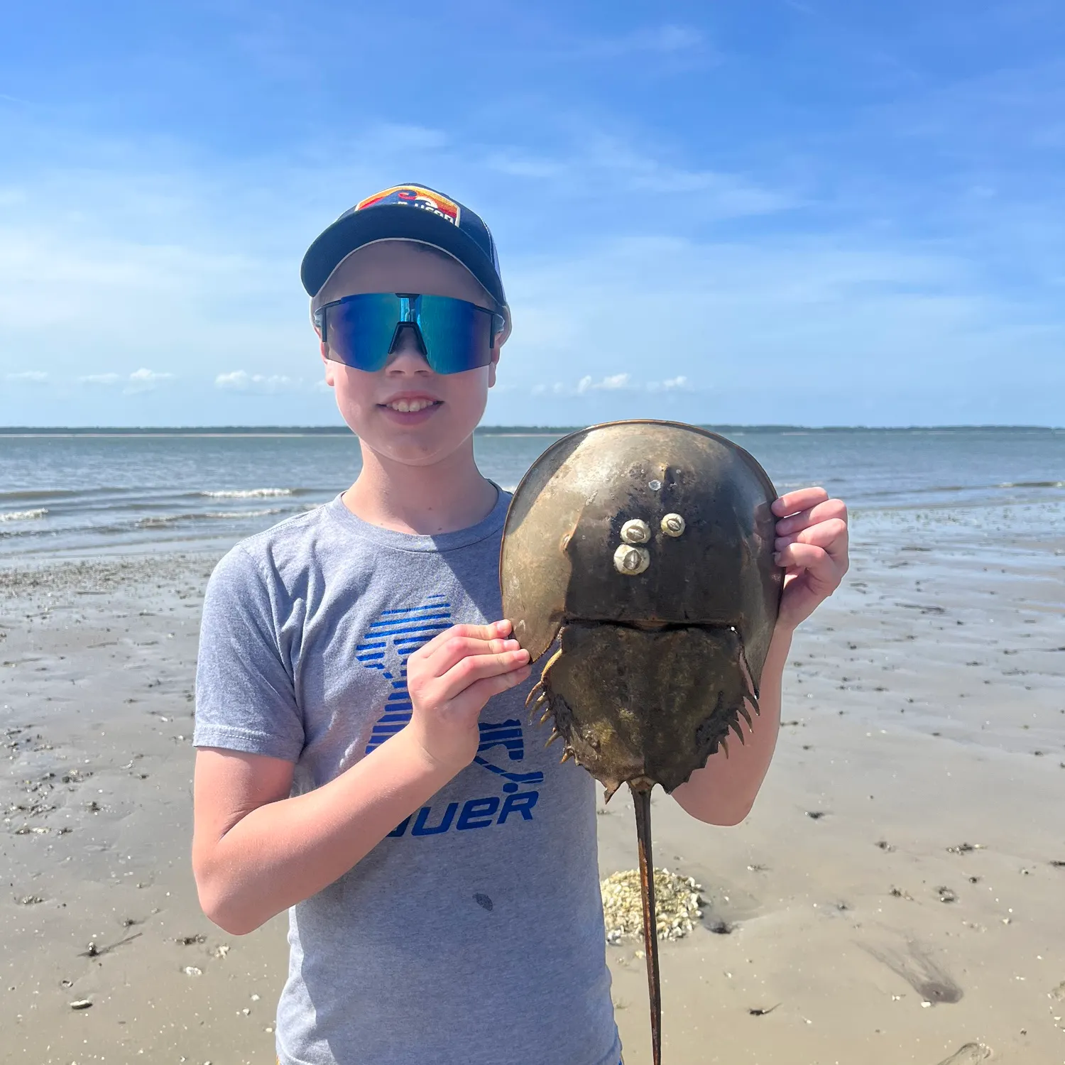 The most popular recent Atlantic horseshoe crab catch on Fishbrain