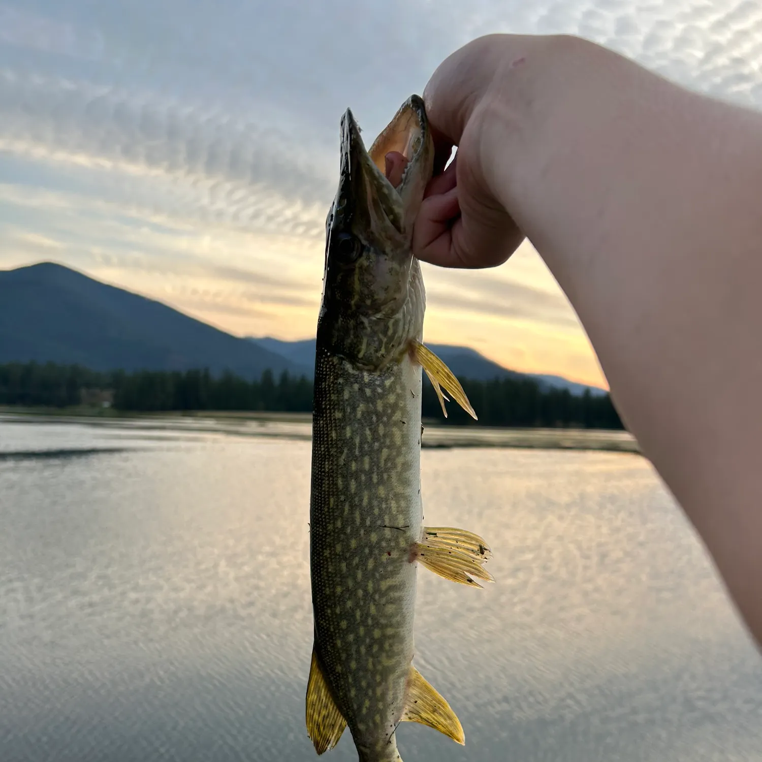 Northern pike caught on Fishbrain