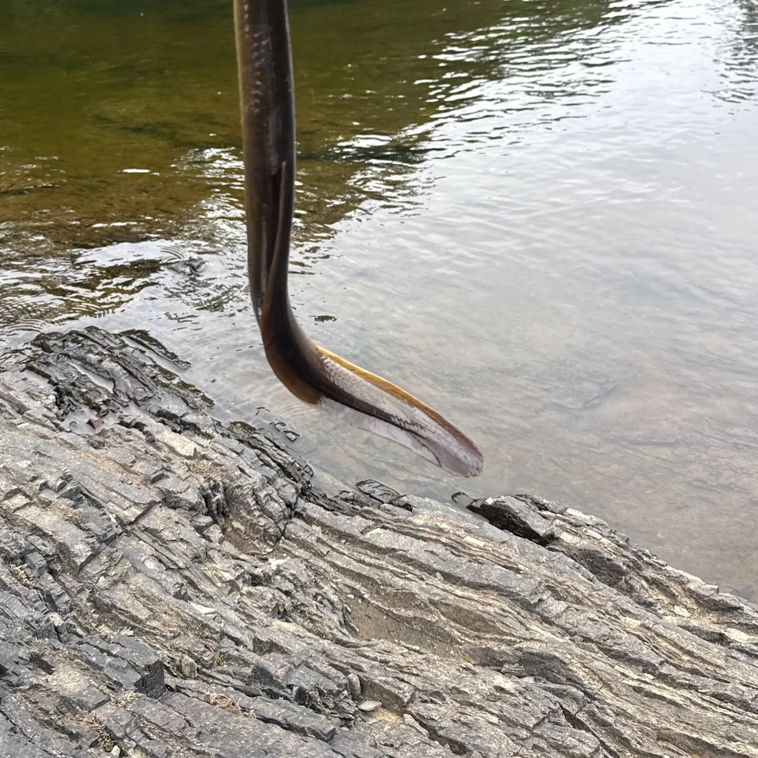 American eel caught on Fishbrain