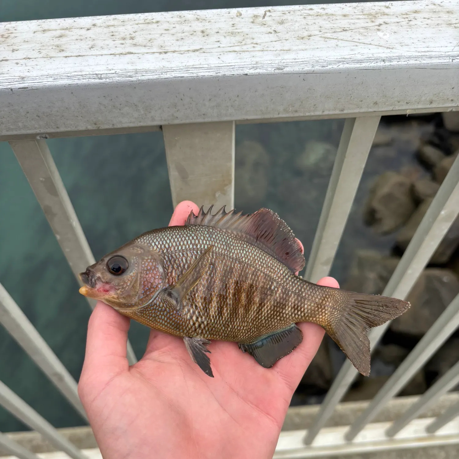 The most recent Black perch catches on Fishbrain