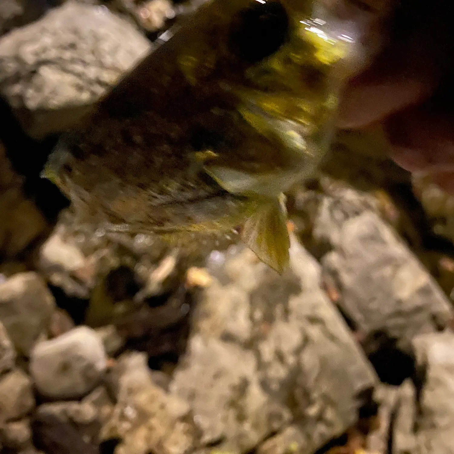 Rock bass caught on Fishbrain