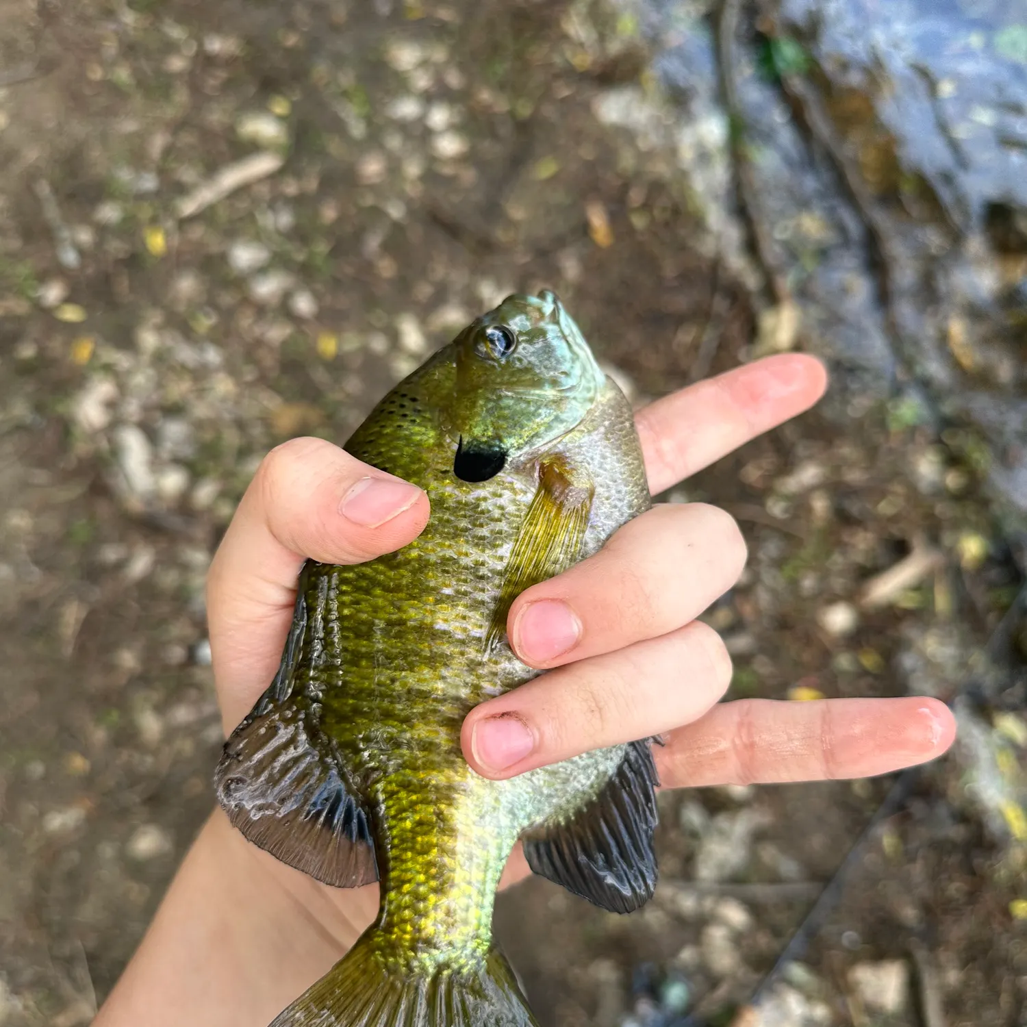The most recent Bluegill catches on Fishbrain