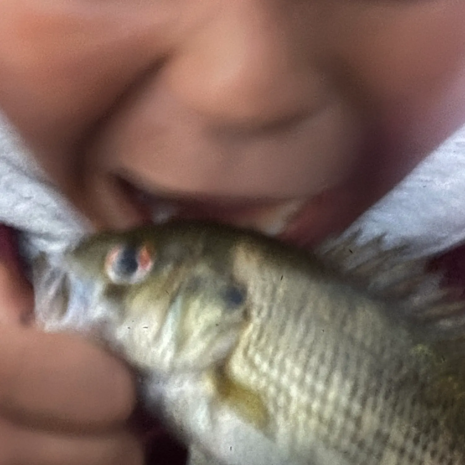 Rock bass caught on Fishbrain