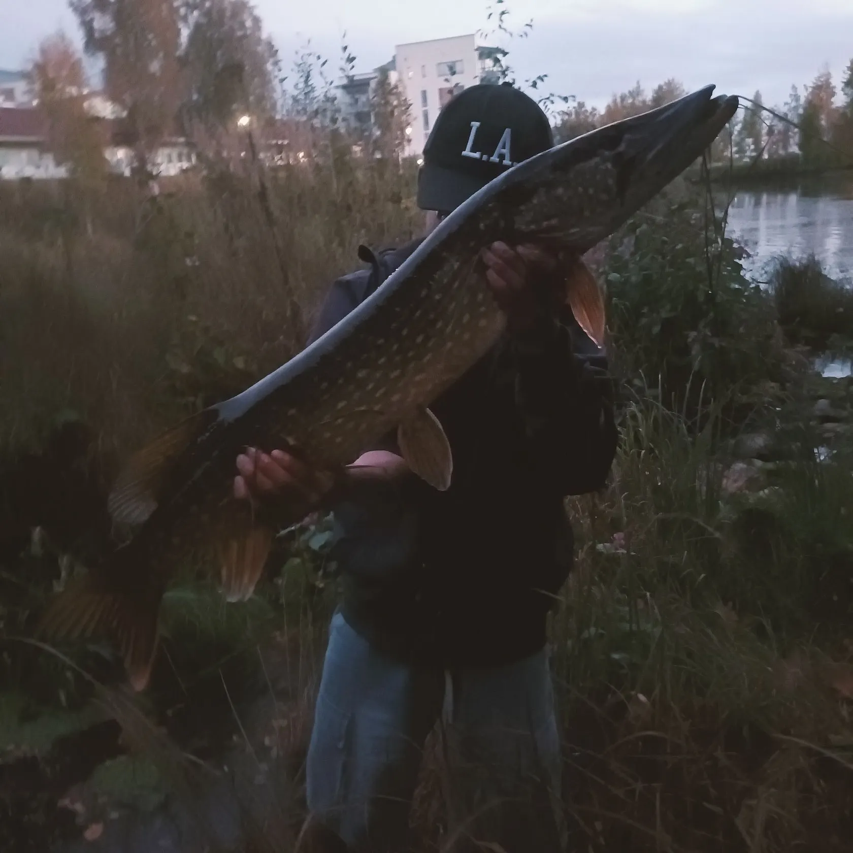 Northern pike caught on Fishbrain