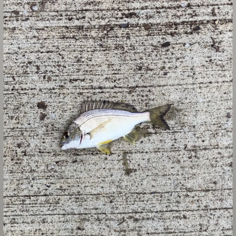The most recent Southern black bream catches on Fishbrain