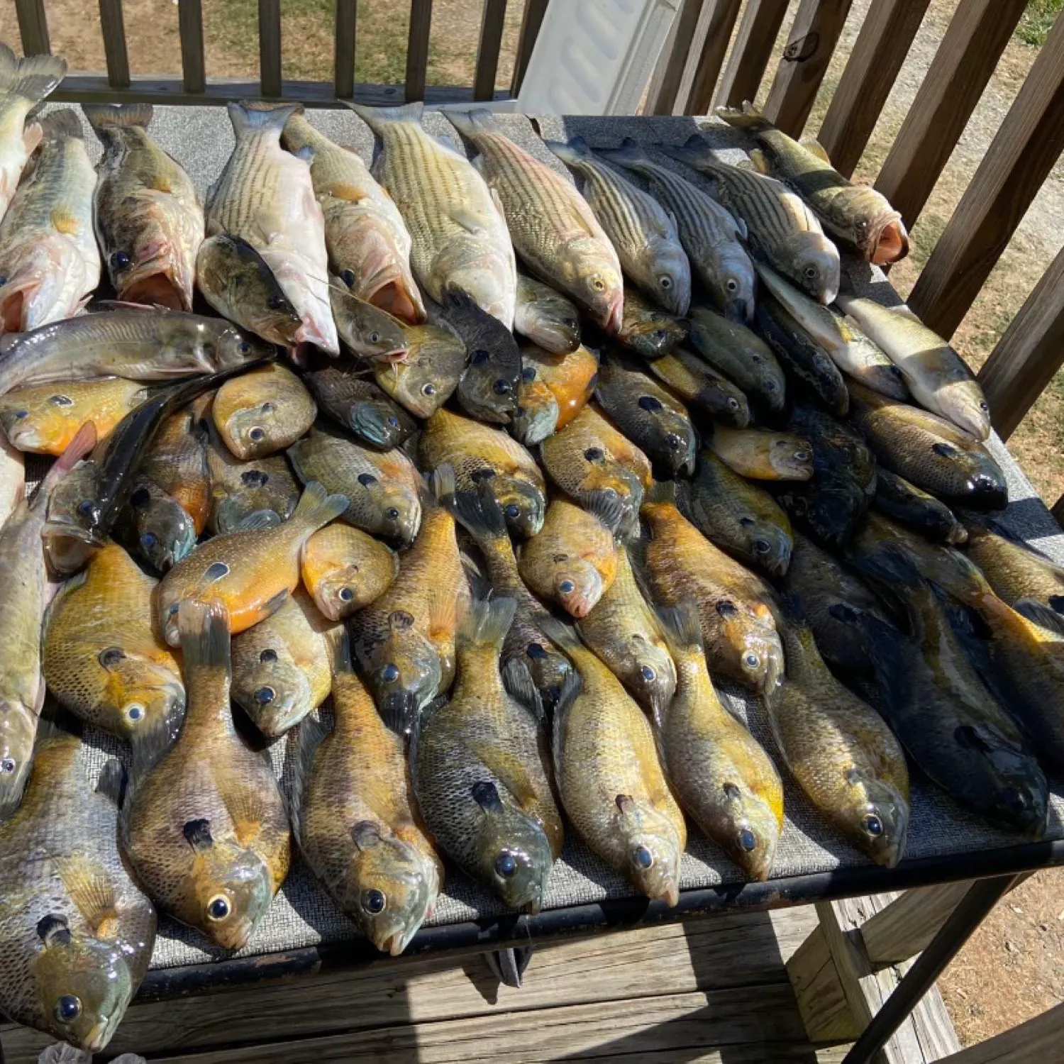 recently logged catches