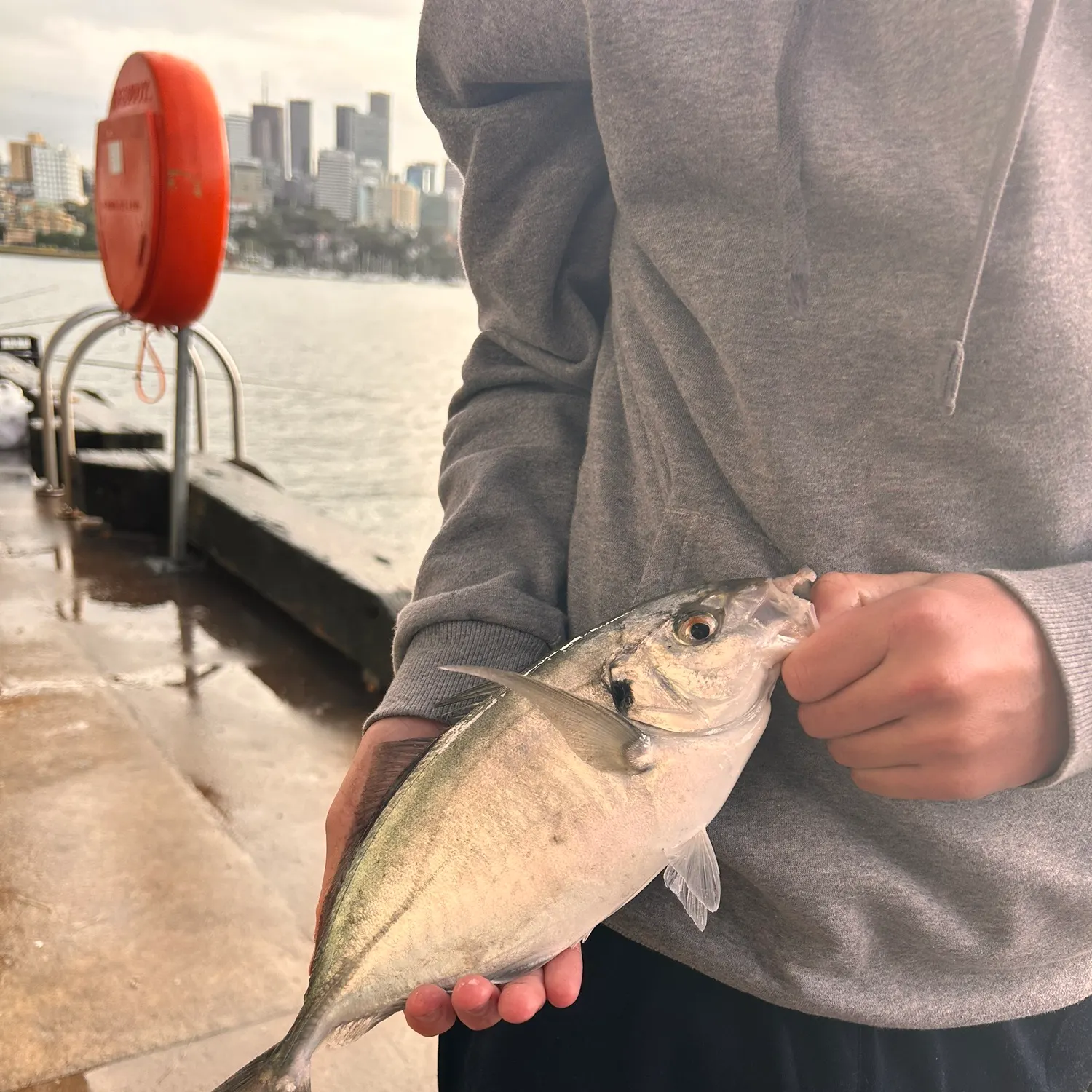The most recent Silver trevally catches on Fishbrain