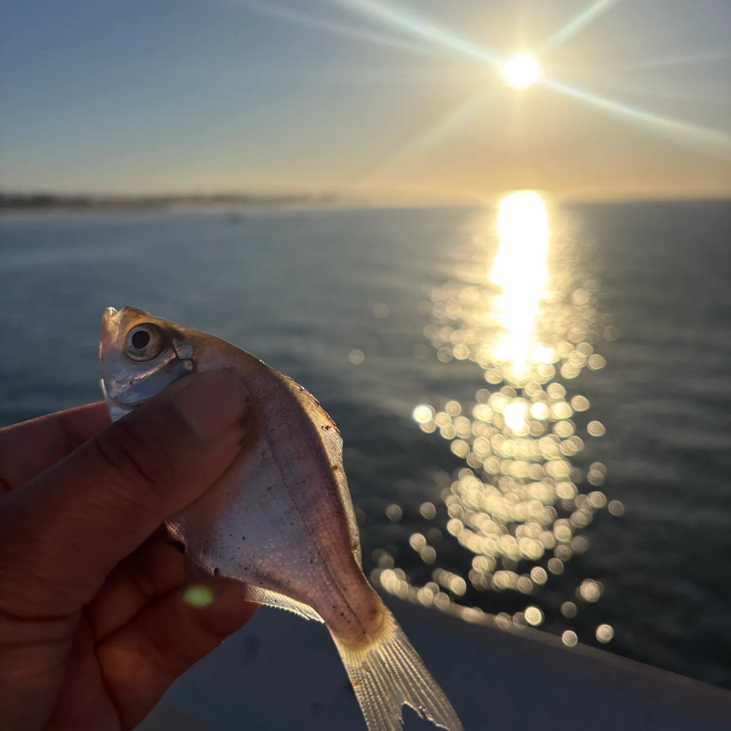 Silver perch caught on Fishbrain