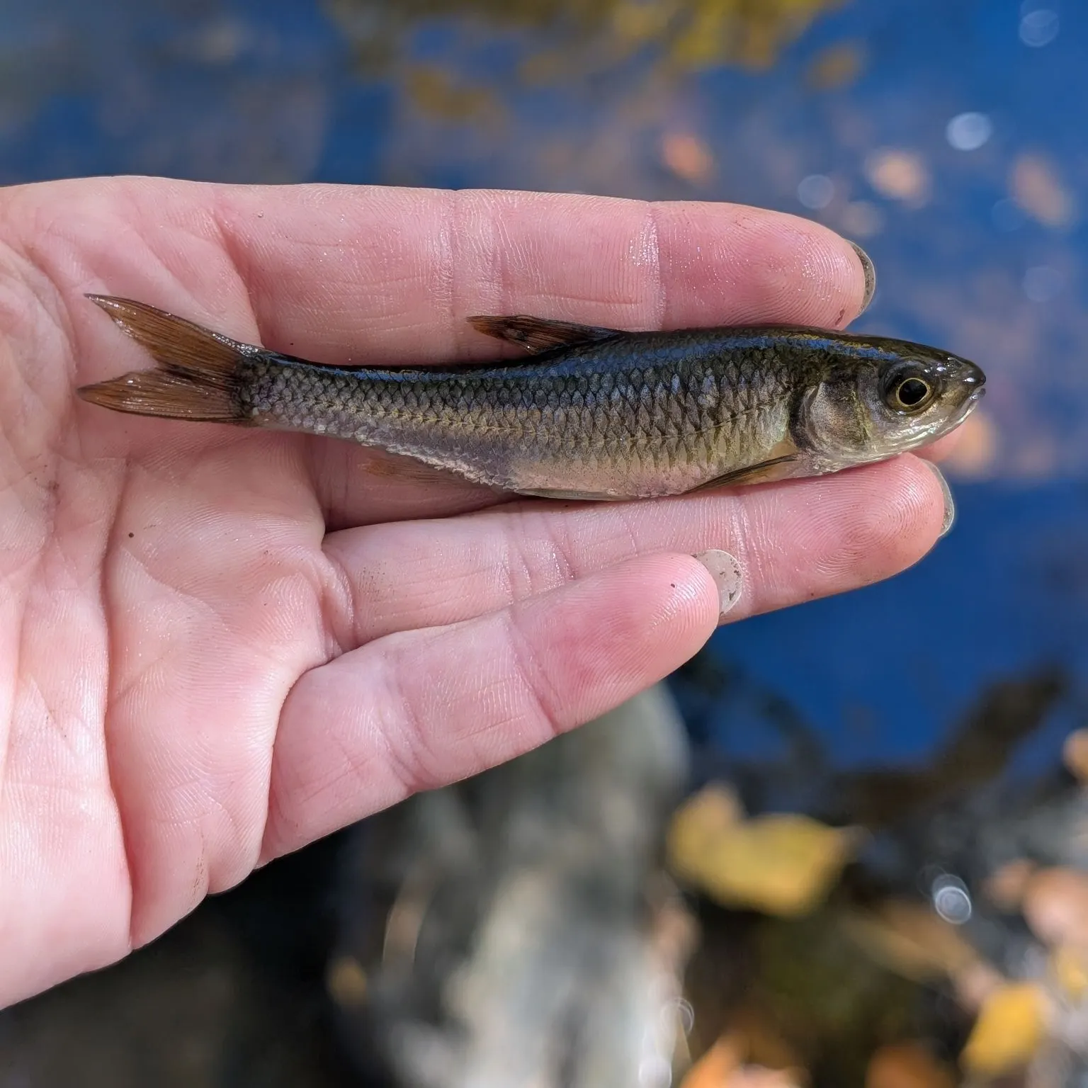 Common shiner caught on Fishbrain