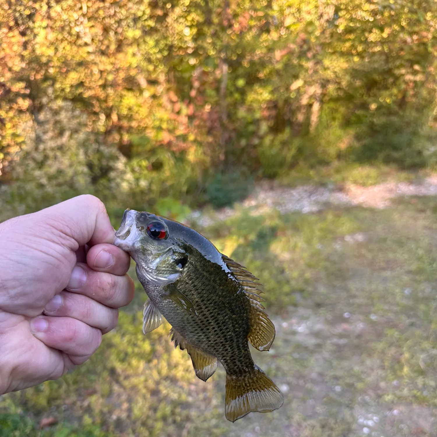 Rock bass caught on Fishbrain