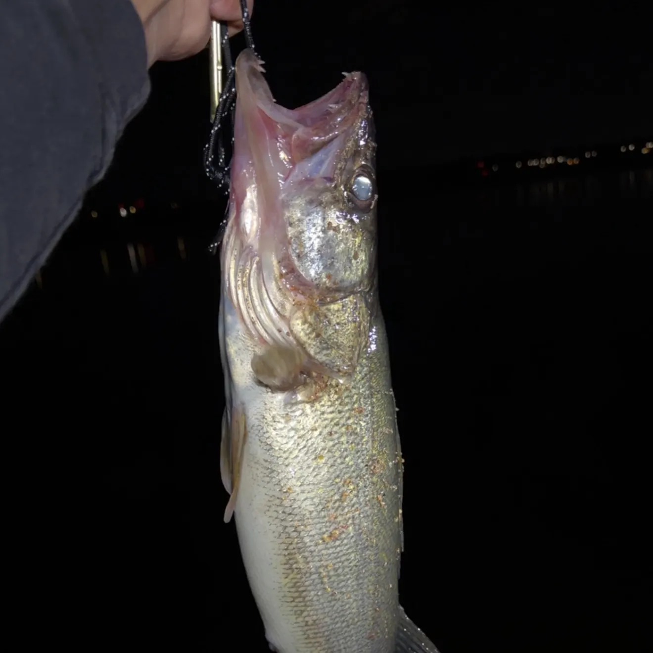 Walleye caught on Fishbrain