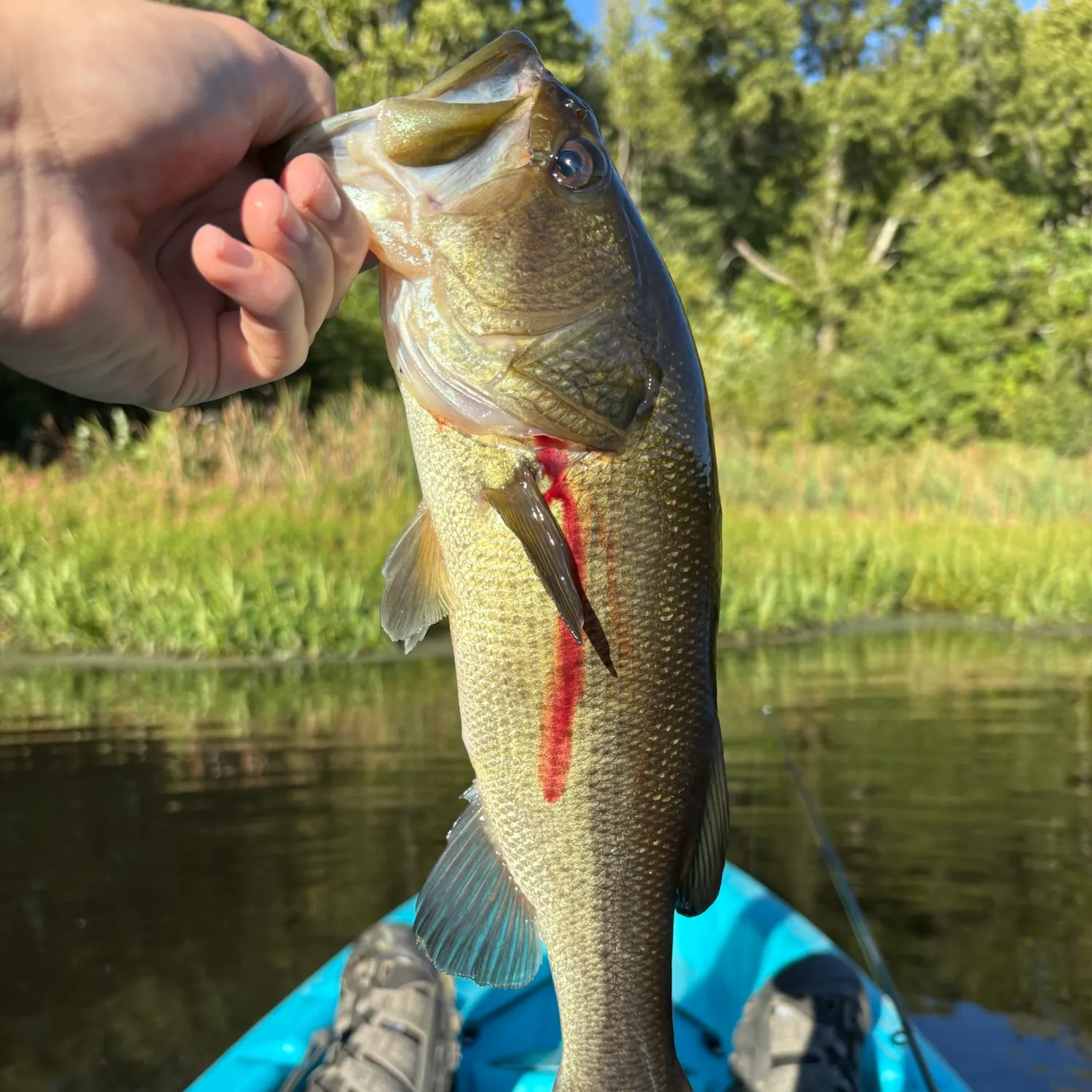 Largemouth bass caught on Fishbrain