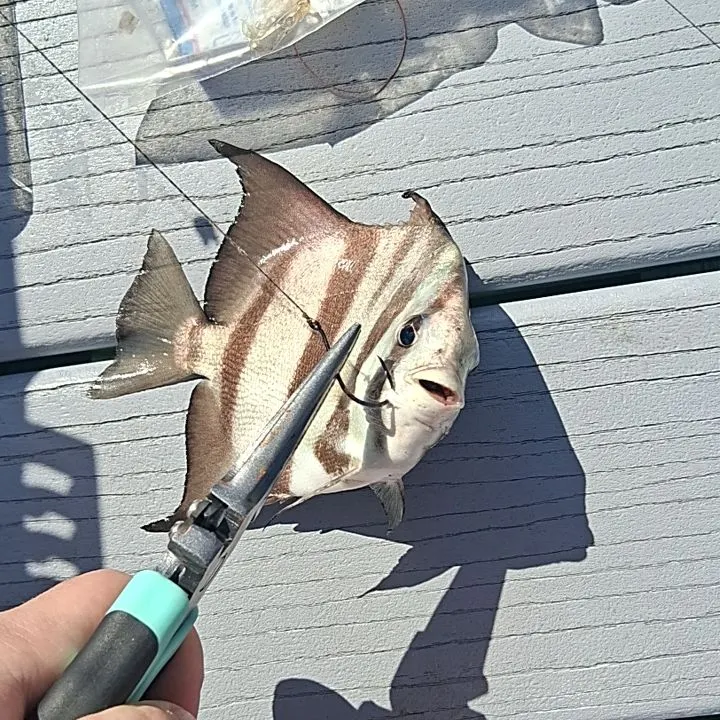 The most recent Atlantic spadefish catches on Fishbrain