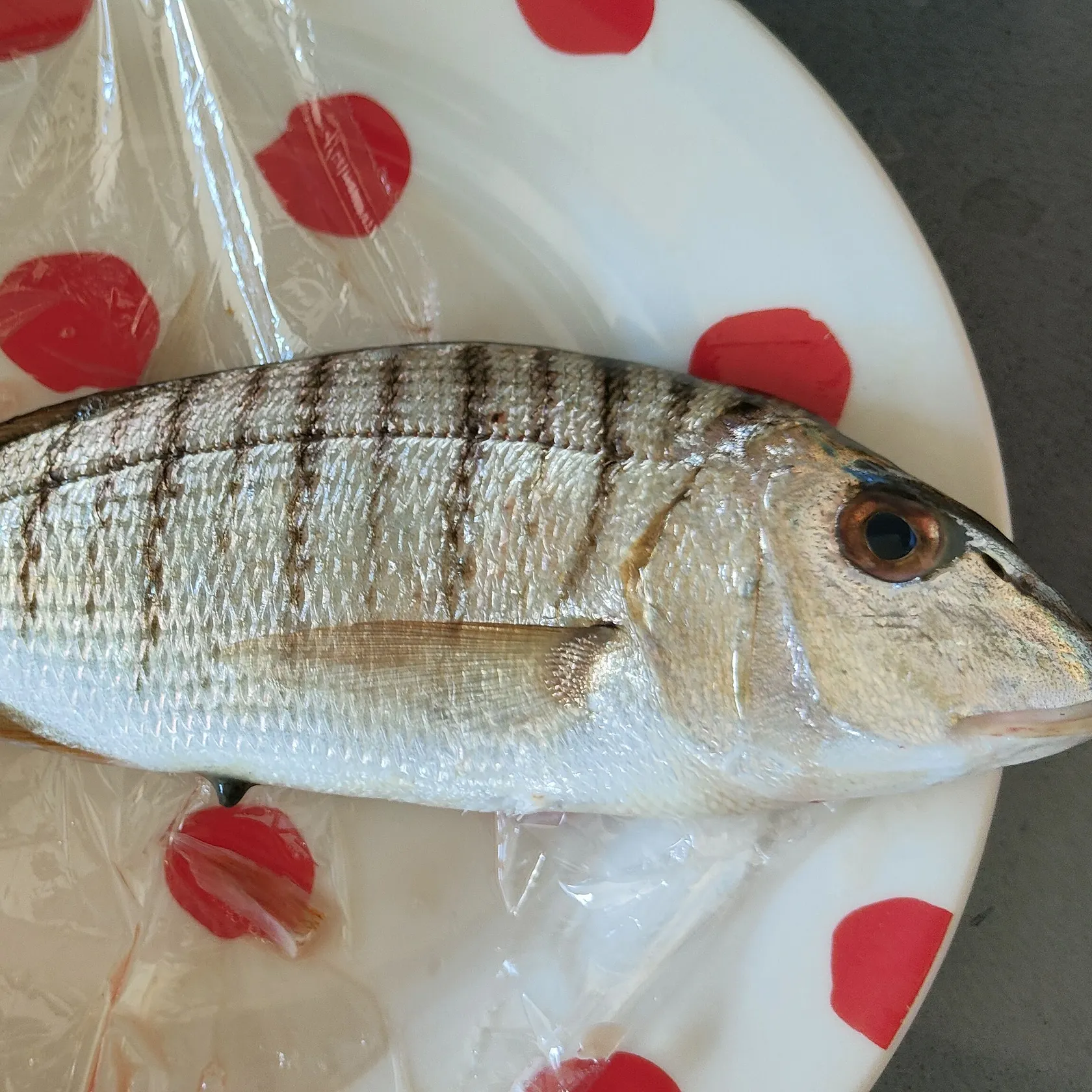 The most recent Striped seabream catches on Fishbrain