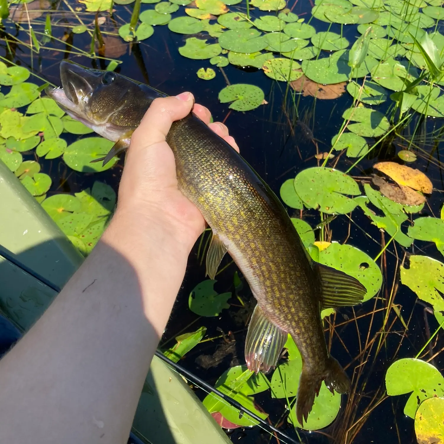 Chain pickerel caught on Fishbrain