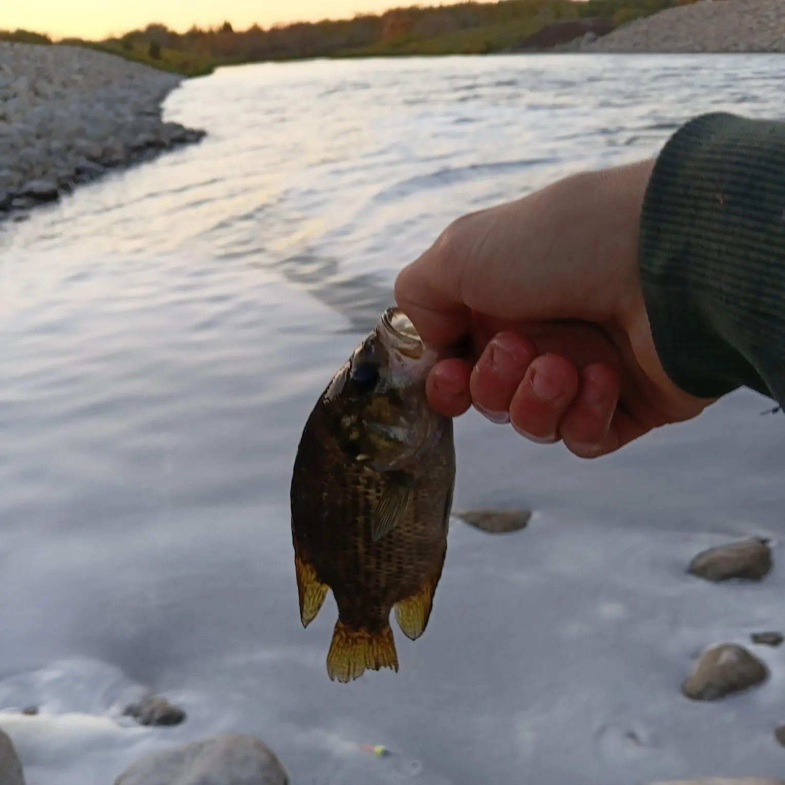 Rock bass caught on Fishbrain