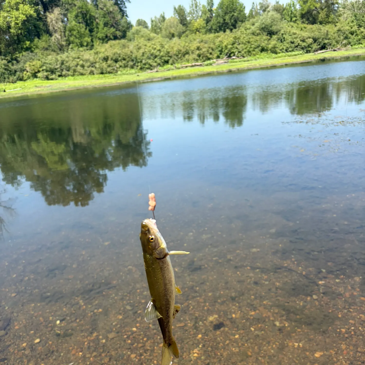 Fish caught on Fishbrain