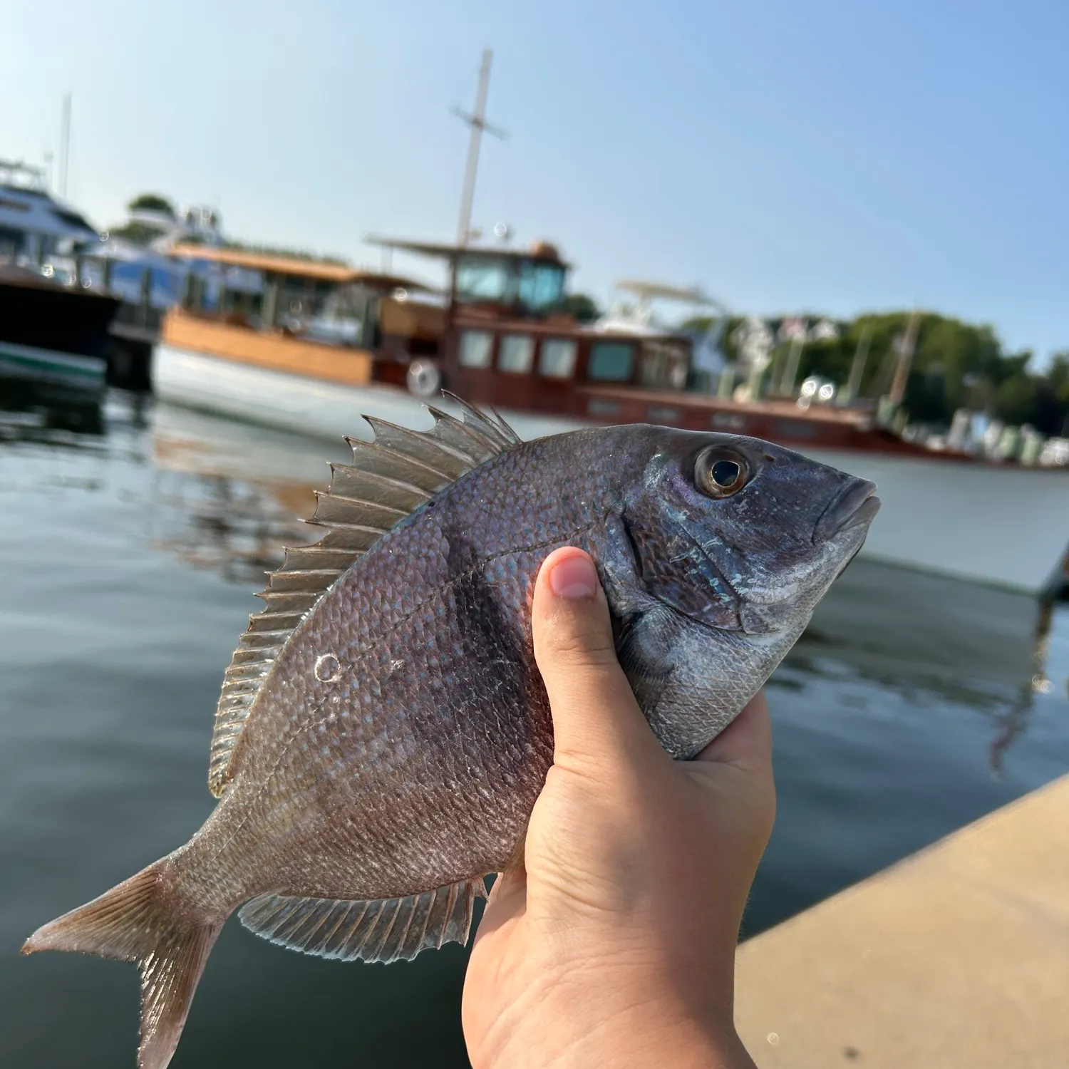 Scup caught on Fishbrain