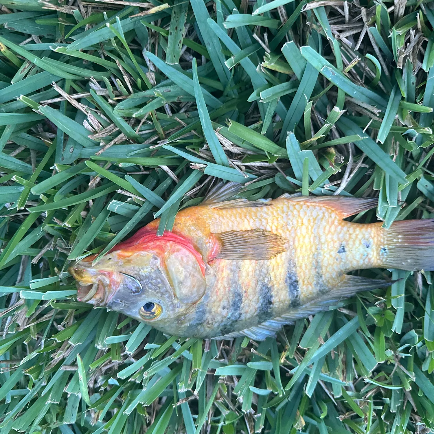 Mayan cichlid caught on Fishbrain