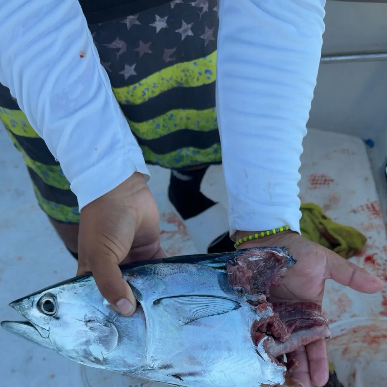 Skipjack tuna caught on Fishbrain