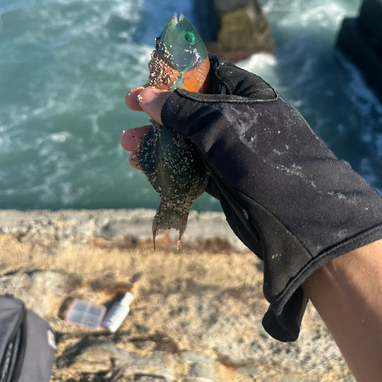 Saddle wrasse caught on Fishbrain